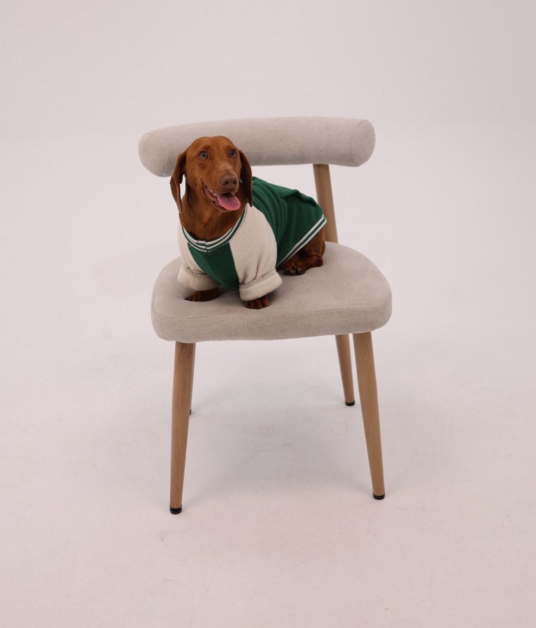 A dachshund in a green and cream jumper sitting on a padded chair